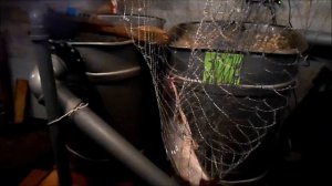 Выращивание клариевого сома