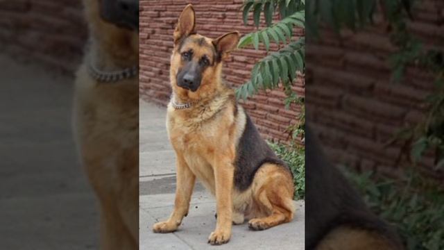 ? Посвящается моей любимой собаке. Которая пропала. Я жду его каждый божий день. ? смотреть онлайн