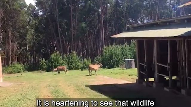 Surprise In Nyika смотреть онлайн