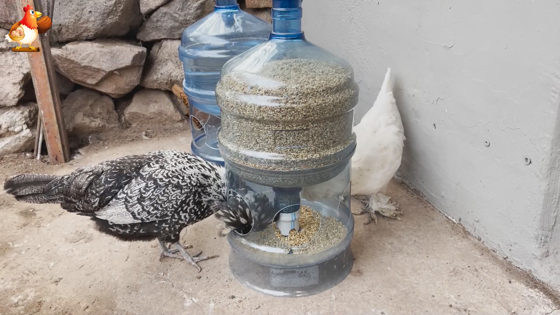 Супер кормушка и поилка курам из 4-х бутылей от кулера
