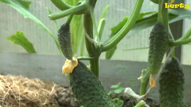 Детсадовская роспись бочки для воды) Обзор огорода на 25 июня смотреть онлайн