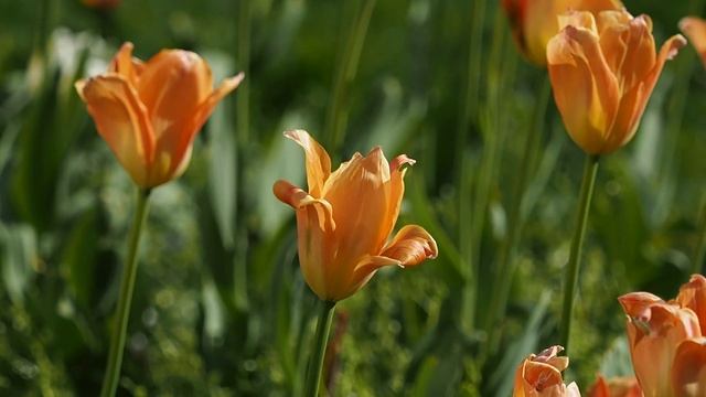 Olympus OM-D E-M5 Mark II - I. смотреть онлайн