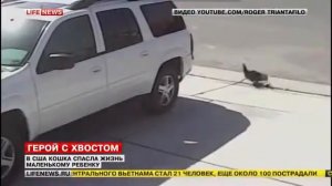 Кот спас ребенка от собаки