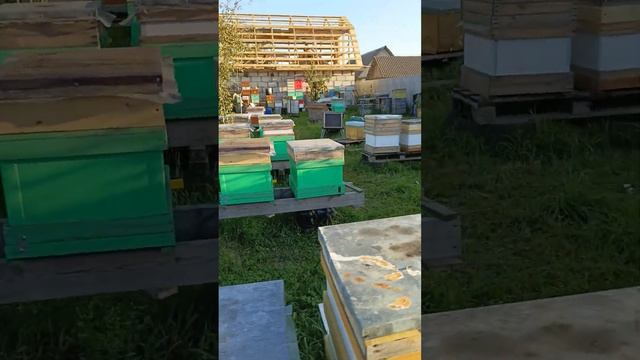 контроль семей перед зимовкой 8920 863 48 83 номер для заказа маток ватцап телеграм смотреть онлайн