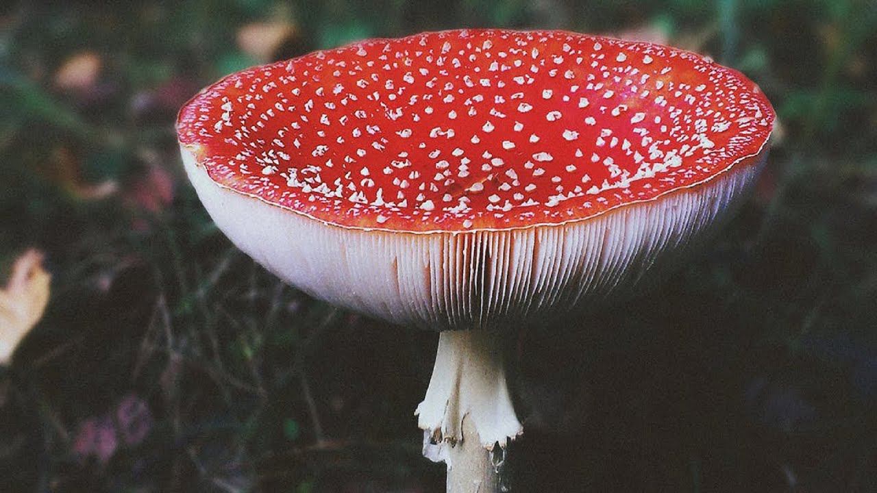 Мухомор тормозит развитие и влияет на мозговую активность? Отвечаю на вопрос. смотреть онлайн