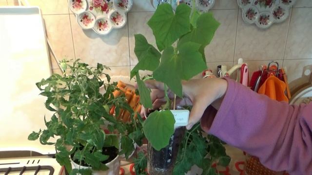 Комнатные томаты. Вопросы и ответы. смотреть онлайн