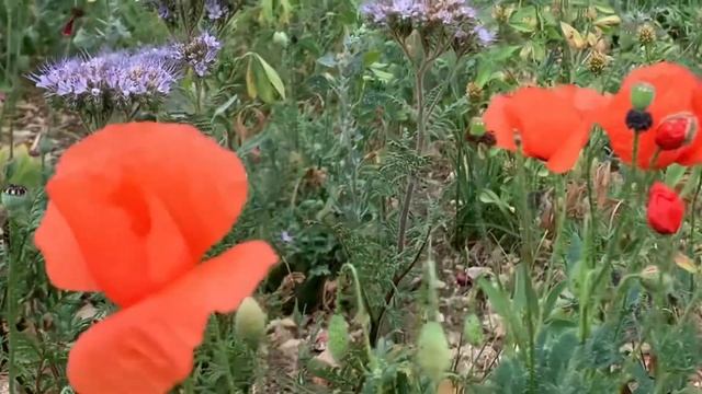 Стих «Молитва» Гуля Мелисовна смотреть онлайн