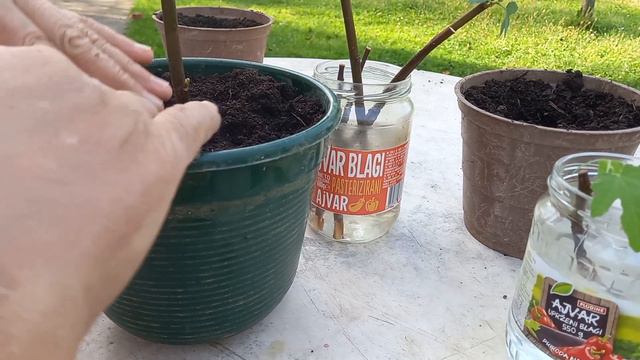 SMOKVA - DOBIO SAM GRANČICU SMOKVE I KAKO SAD DO SADNICE? смотреть онлайн