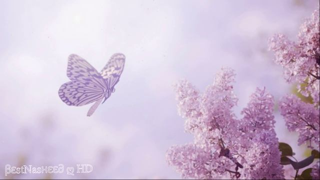 КРАСИВЫЕ НАШИДЫ