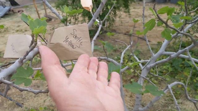 Закончился сезон прививок инжира(часть 1). Fig grafting season part 1. смотреть онлайн