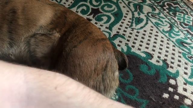 Линька у собаки/У Тайсона началась линька смотреть онлайн