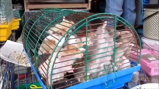 Хомяк сирийский и декоративная крыса Syrian hamster and rat смотреть онлайн