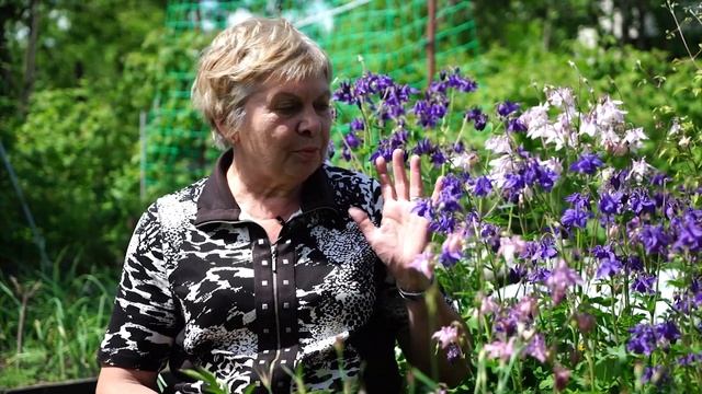 Прекрасная Аквилегия ?  Цветы аквилегия сорта