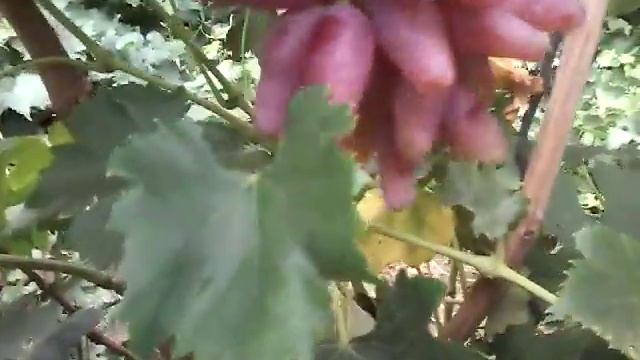 Пасынковый урожай на ГФ " Фламенко" селекции Карпушева А.В. смотреть онлайн