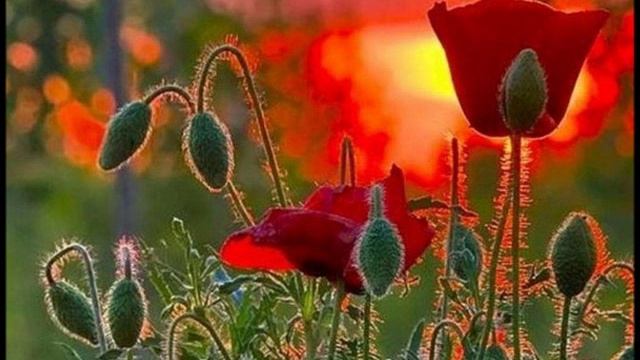 Огинский — Полонез Тоска по Родине смотреть онлайн