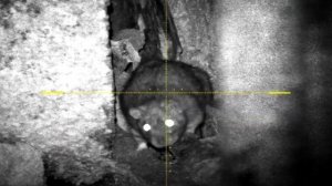 PARD DS35LRF,EDgun Leshiy 2.0 PARD TA32-19Леший 2. Ночной отстрел крыс.