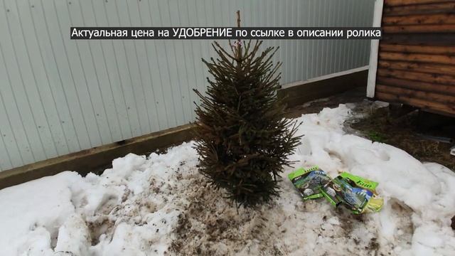 Как посадить ель на участке / Удобрение для хвойных растений смотреть онлайн