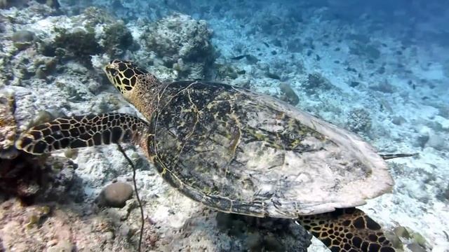 Черепаха бисса.