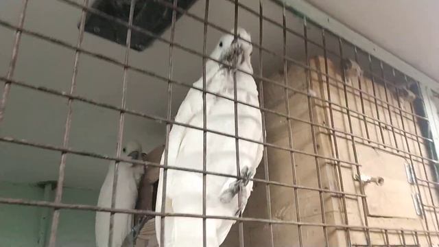 Какаду в питомнике смотреть онлайн