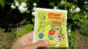 Как восстановить рассаду томатов после дождей и холодной погоды.