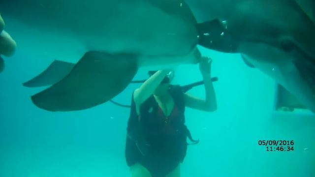 Лазаревский дельфинарий. Дайвинг с дельфинами. смотреть онлайн