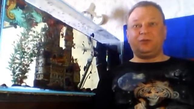 Аквариумный Сомик Таракатум Уход и содержание смотреть онлайн
