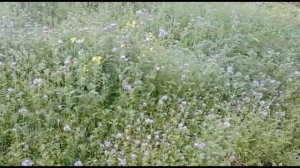 Фацелия вся правда, наш опыт.