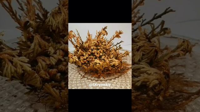 10 часов в воде Селагинелла Чешуелиистная Selaginella Rose Of Jericho #Resurrection