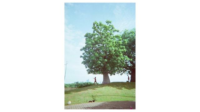 Kodak Ultramax 400 | Kodak Ultra F9 Review