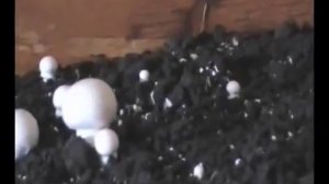 Как выращивать шампиньоны дома?