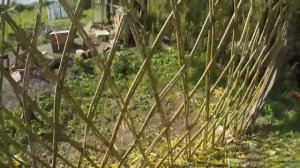 Простая живая изгородь из Ивы , своими руками