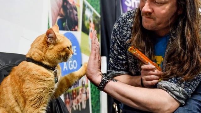 Видеообзор по книге Джеймса Боуэна «Уличный кот по имени Боб» смотреть онлайн