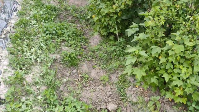 Молодий виноград на заході України. Весна 2022р смотреть онлайн