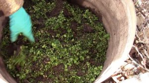 МОКРИЦА   ПОЛЕЗНЫЙ СОРНЯК!