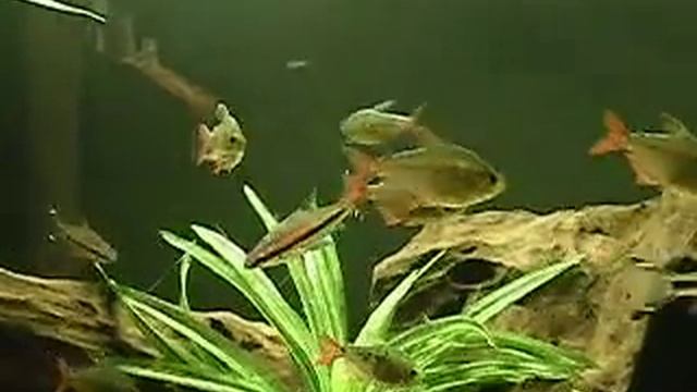 Columbian tetra aquarium fish смотреть онлайн