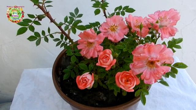 Роза из черенка в горшке. Когда высаживать в грунт? смотреть онлайн