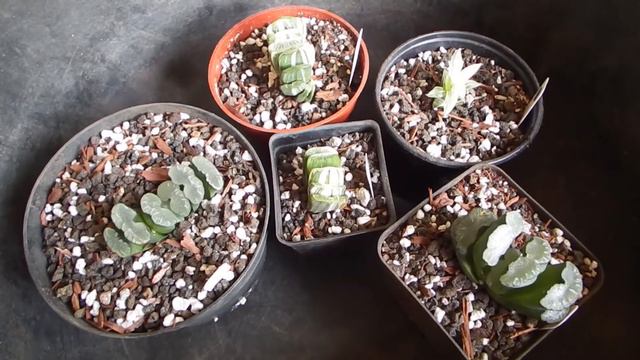 Transplanting Haworthias - music to the eyes смотреть онлайн