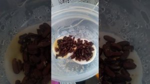 Туркменский таракан / разведение #Shelfordellatartara #туркменскийтаракан #тараканы