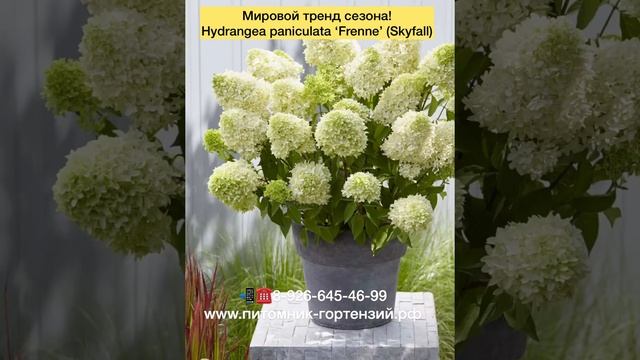 HYDRANGEA PANICULATA SKYFALL/ГОРТЕНЗИЯ МЕТЕЛЬЧАТАЯ СКАЙФОЛЛ