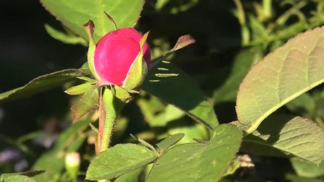 РЕЛАКС. КРАСКИ ОСЕНИ. смотреть онлайн