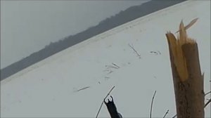 Лось с 300-сот  метров. Вепрь 308.  НЕ СМОТРЕТЬ ЗЕЛЕНЫМ!!!