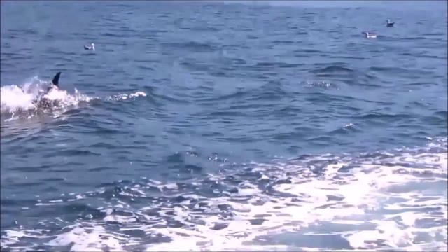 А волны русалок ласкали - клип Николая Вейкова..mp4 смотреть онлайн