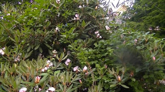 Late blooming rhododendrons смотреть онлайн