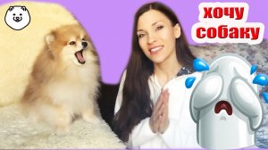 КАК УГОВОРИТЬ РОДИТЕЛЕЙ КУПИТЬ СОБАКУ