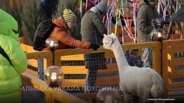РЕДКИЙ ВИД АЛЬПАКА ПОСЕЛИЛСЯ В МОСКВЕ смотреть онлайн