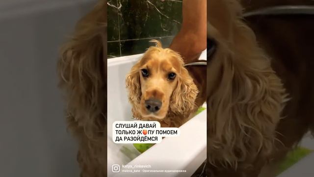 Моя собака Злата - английский коккер спаниель, 8 лет смотреть онлайн