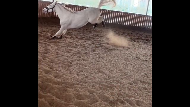 У Шанеля весна! смотреть онлайн