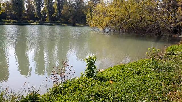 Water Lapping, Frogs Croaking, Wind Blows In Trees And Other Nature Sounds