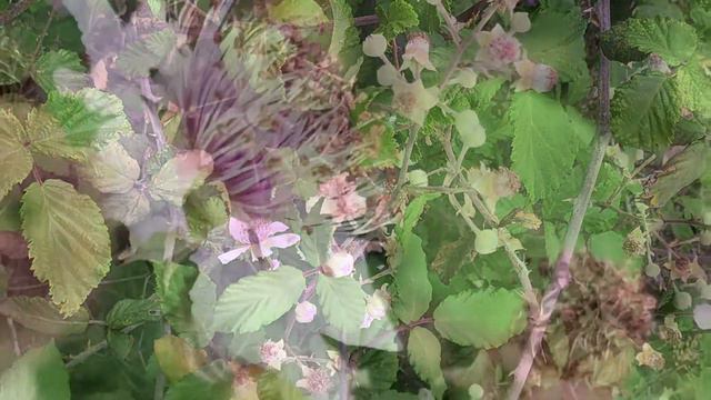 Zarzamora (Rubus ulmifolius) смотреть онлайн