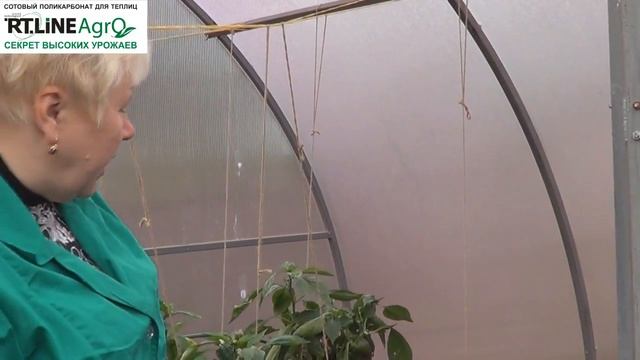 Как провести сплошную уборку перца в теплице. Выращиваем перец. смотреть онлайн